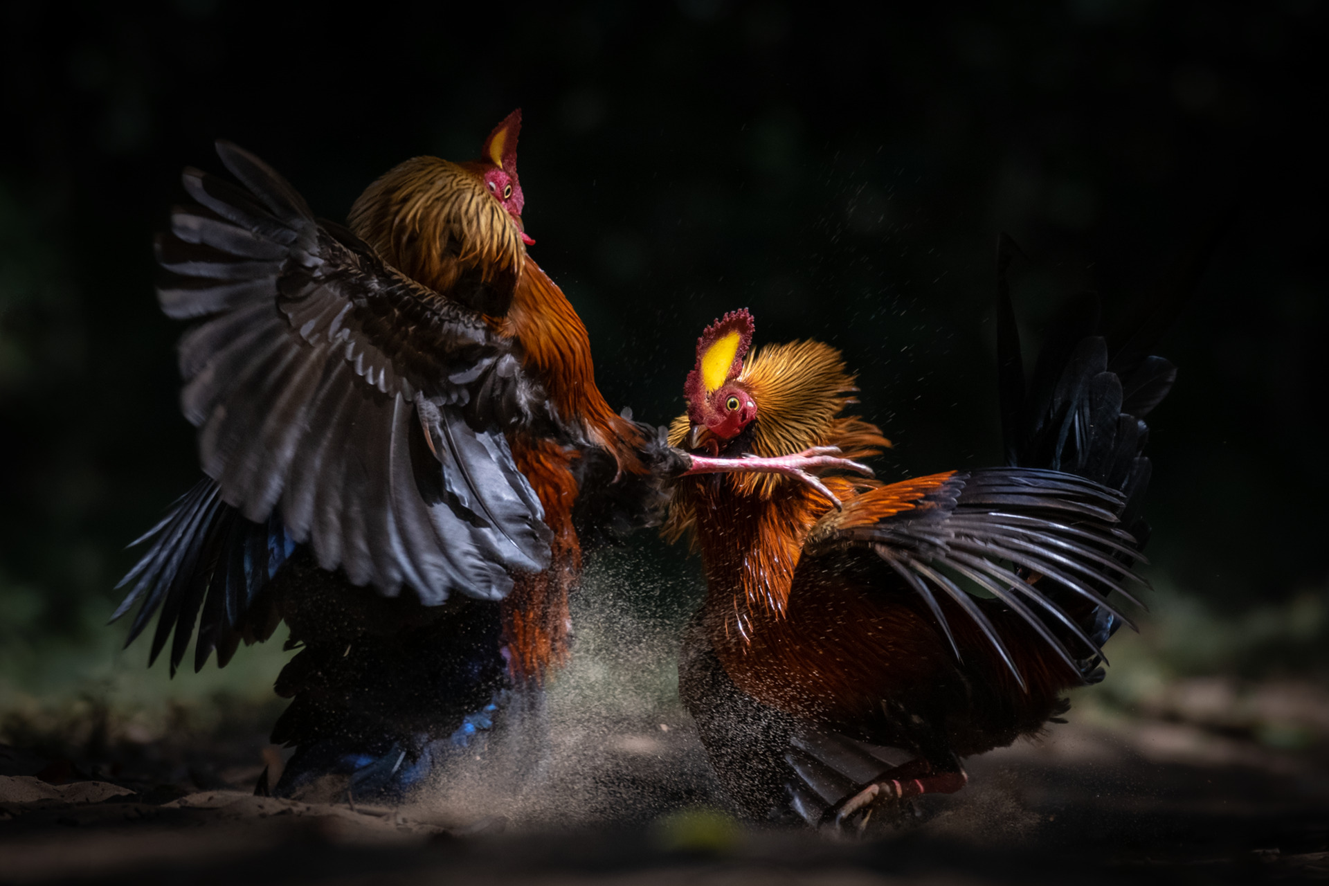wildportraits-2024